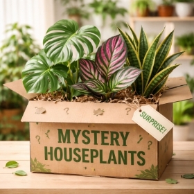 House plant MYSTERY BOX
