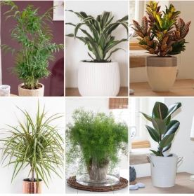 House Plant Subscription