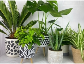 House Plant Subscription